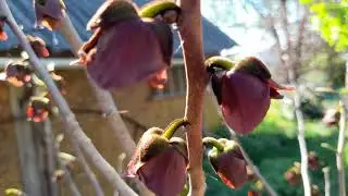 Banana nordului   inflorire abundenta in 2024