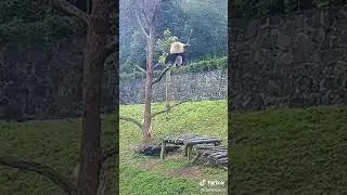 This Is Why Pandas Are Endangered