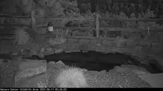 Bear Playing with Wildlife Camera