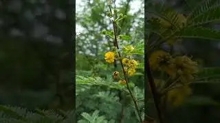 Macro Shot - Babul Flower (Acacia nilotica)