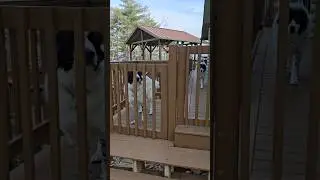 gen pop puppy prison