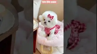 Cute Little puppy playing | Cute adorable puppy #cutepuppy