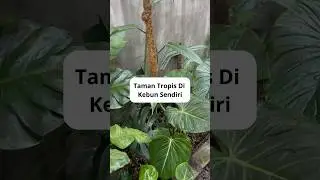 Kalian juga bisa loh bikin taman tropis dari tanaman yg ada di kebun 😁  #workplant #plants