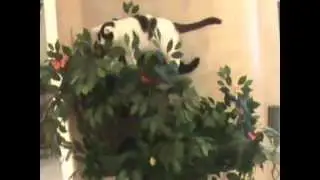 4'8 Enchanted Cat Tree.wmv