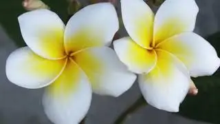 Bali Flowers