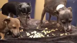 🍿Dog (ASMR) eats POPCORN🍿 Eating SOUNDS on point!