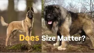 What is the Ideal SIZE for a working Dog