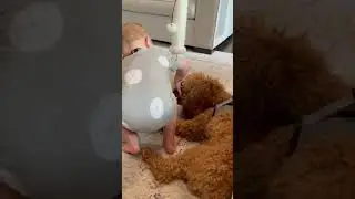 My brother playing with a dog #brother #playing #dog