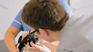 Level 3 Diploma in Veterinary Nursing at The College of Animal Welfare