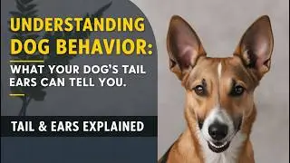 Understanding Dog Behavior: What Your Dog&rsquo;s Tail and Ears Can Tell You