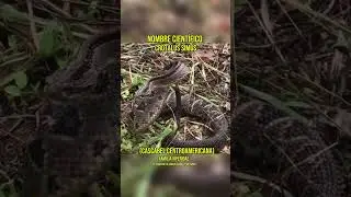 Crotalus simus (cascabel centroamericana) 🐍 #snake #cascabel #viral #shorts #animals
