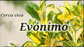 Cuidados del Evónimo japónico | Especial cerco vivo | huso japonés | Bonetero del Japón