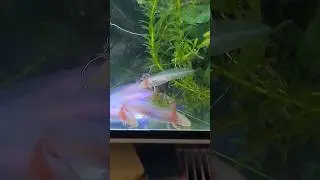 Pui Axolotl care răm&acirc;ne mic