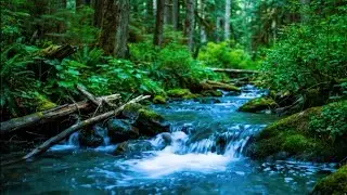 Peaceful River Sounds for Bedtime | Soft Water Flow Ambience