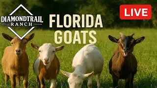 LIVE From Our Homestead - Farm Animals 🐥🐴🐐