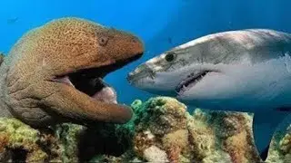 Incredible Dramatic Confrontation Between Eel and Shark - Moray Eel VS Lionfish And An Octopus
