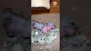 Budgies Nest 🦜🪺 🥚🥚🥚🥚🐣🐣🐣🐣🐣🐣