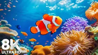 8K Aquarium Secrets Revealed Relaxing Music and Stunning Ocean Scenes
