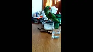 Psittacula Eupatria Nipalensis 20120202_014.mp4