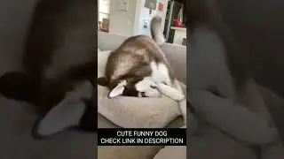 DRAMATIC HUSKY IS NOT ALLOWED TO BITE #Shorts #Dog