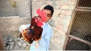 Bhot Nayab Birds Agaye | Ali&rsquo;s Pet Adventures