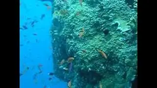anthias swarm