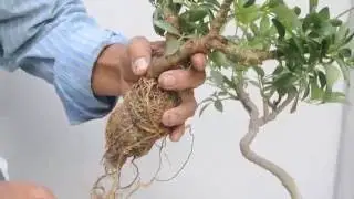 3 Formas de reproduccion de la Schefflera