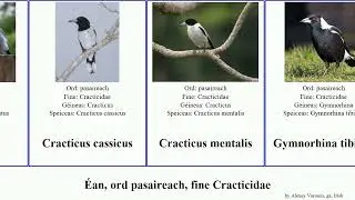 &Eacute;an, ord pasaireach, fine Cracticidae cracticus strepera bird versicolor montanus torquatus ga.