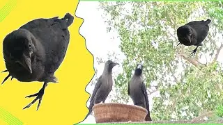 Most Beautiful Crow Video 🍛🐦&zwj;⬛🐦| Look Beautiful Crow Video  👀🐦&zwj;⬛|