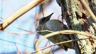Close-up of Grey-headed woodpecker on tree trunk