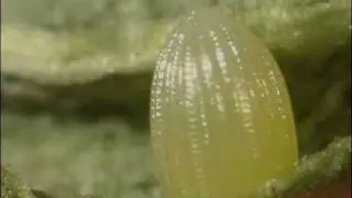 Вылупление яйца бабочки-монарха