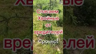 На ель, сосну, тую, кипарисовик напали вредители? Спасаем хвойные от вредителей.