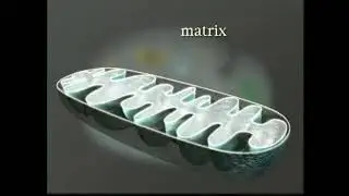 ATP Synthesis in Mitochondria   A Level Biology