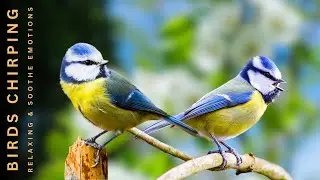 Relax with the Sound of Birds - Nurturing a Peaceful Soul - Release Stress and Sleep Well