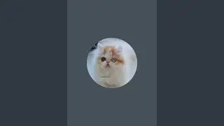 Kucing ras sihidung pesek