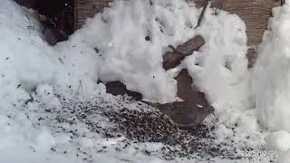 20250221 Squirrel Cardinal Blue Jay Dove Mouse