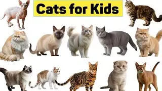 Cats for Kids Cats breeds | Maine coon, Sphynx, Persian,Bengal cat.Popular Cat Breeds Fun Facts😺.