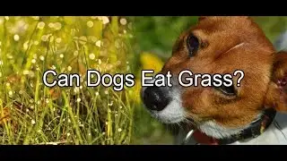 Can Dogs Eat Grass?