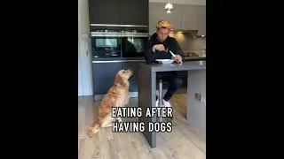 Life Before And After Having A Golden Retriever Dog