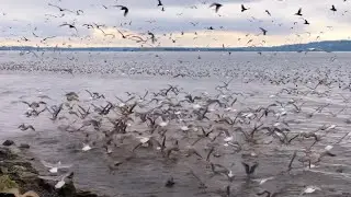 Rare Gathering: Sea Loins, Seagulls and Fishes in White Rock Pier