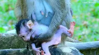 Wonderful New Baby Monkey Just Born - Super Beautiful Little Newborn Baby Monkeys