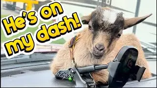 Leanora rejected her baby goat, will two days apart change her mind?