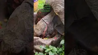 Cherryhead Tortoise Eating