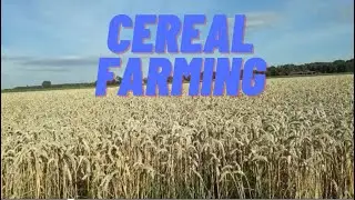 Cereal Farming