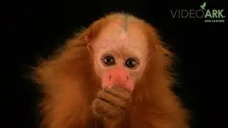 An Ucayali bald-headed uakari monkey (Cacajao calvus ucayalii) at Pucallpa Nature Park in Peru.