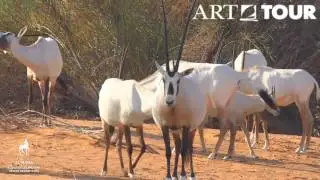 Курортный Спа-Отель AL MAHA Desert Resort