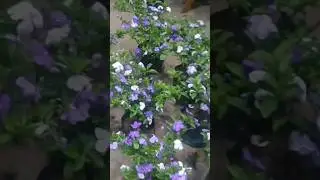 Planta manaca de cheiro 25 reais!