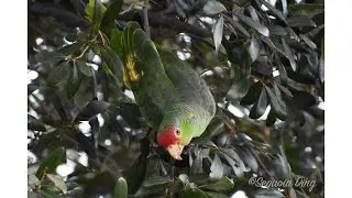 Parrots of Southern California | Bird Identification Guide