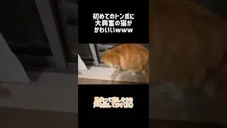 初めてのトンボに大興奮の猫#shorts#猫#ねこ#ビビ#スコティッシュフォールド#トンボ