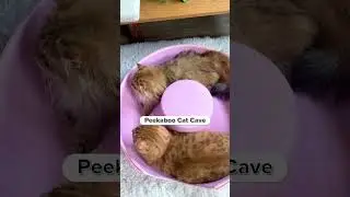 Join the club of cat parents who finally found a product their cats LOVE! 🐾😻